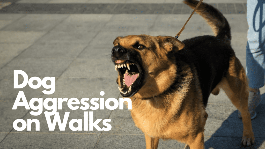 Dog Aggression on Walks