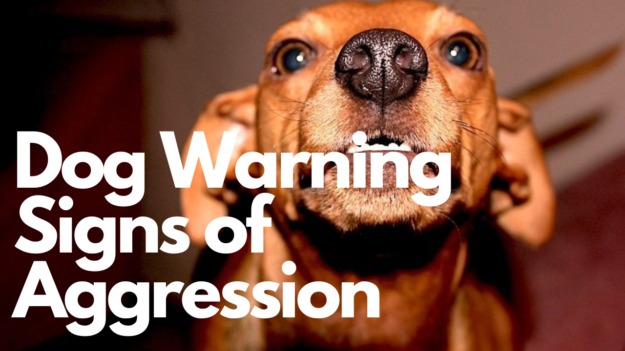 Dog Warning Signs of Aggression
