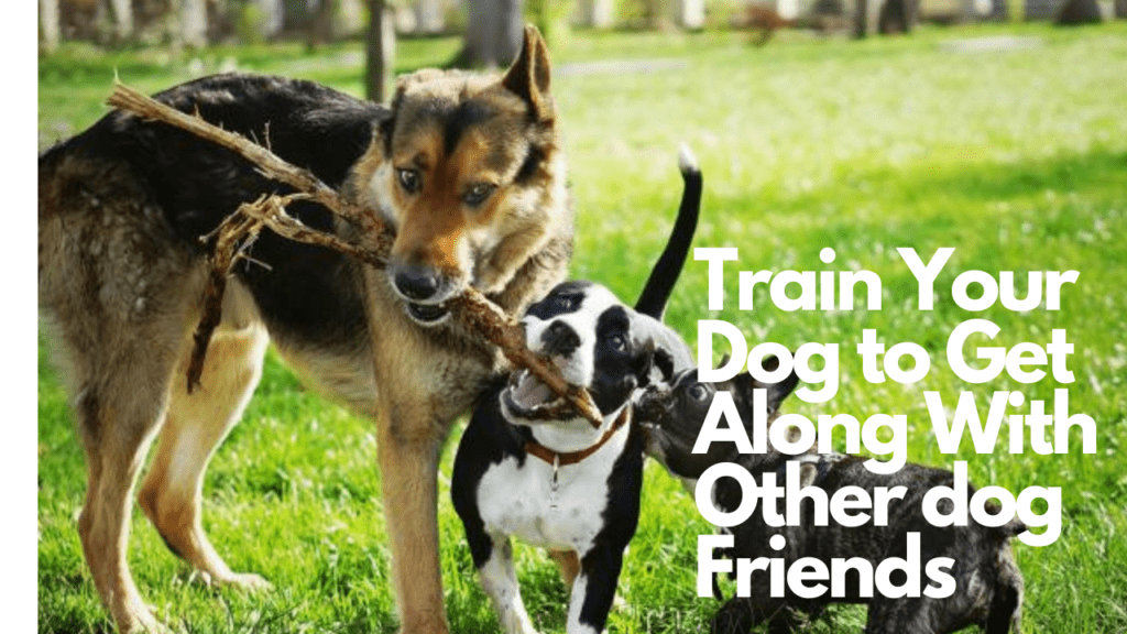 HELP Your Dog to Get Along With Other dog Friends