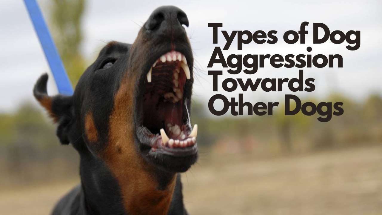 Types of Dog Aggression Towards Other Dogs