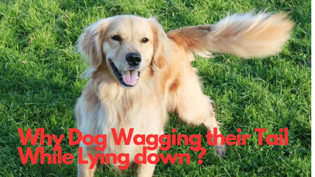 dog wagging
